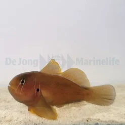 Gobiodon citrinus | All sizes