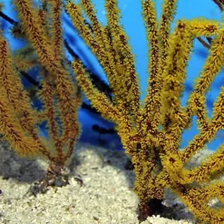 Gorgonia spp. (Colored) | L