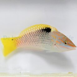 Halichoeres hortulanus | M