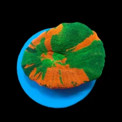 Scolymia australis (Bleeding Apple) (frag)