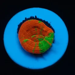 Scolymia australis (Reverse Bleeding Apple) (frag)