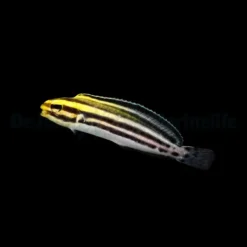 Meiacanthus grammistes - DJM Bred | All sizes