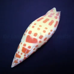 Mitra mitra | All sizes