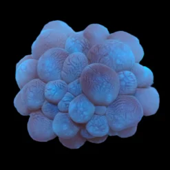 Plerogyra sinuosa (frag) | FRAG