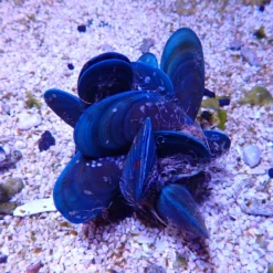 Perna viridis (Cluster) | M