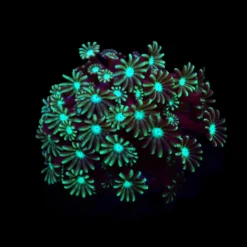 Alveopora spp. (Green) (frag) | FRAG