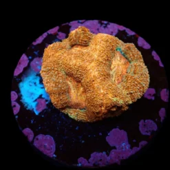 Acanthastrea bowerbanki (Premium) (frag) | FRAG