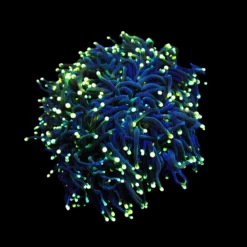 Euphyllia glabrescens (Black Torch) | S