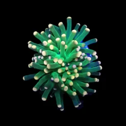 Euphyllia glabrescens (Premium) (1 hd.) | FRAG