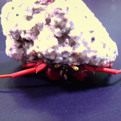 Paguristes cadenati (Caribbean) | All sizes