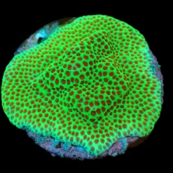 Porites spp. (Encrusting) (Red Polyp) (frag) | FRAG