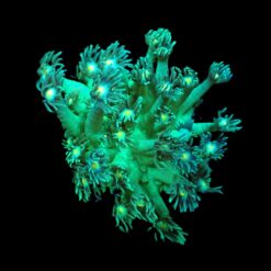Goniopora spp. (Green-Yellow Center) (frag) | FRAG
