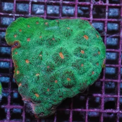 Mycedium spp. (Premium) | T