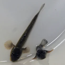 Periophthalmus kalolo | All sizes