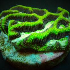 Platygyra spp. (Premium) (frag) | FRAG