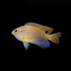 Pomacentrus vaiuli | All sizes