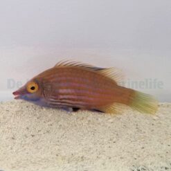 Pseudocheilinops ataenia | All sizes