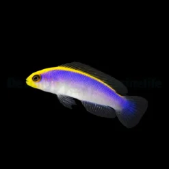Pseudochromis flavivertex | All sizes