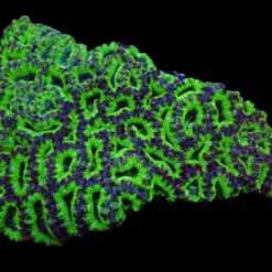 Acanthastrea lordhowensis (Green) (Premium) | T