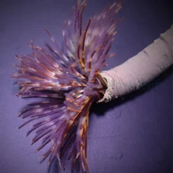 Sabellastarte magnifica | S/M