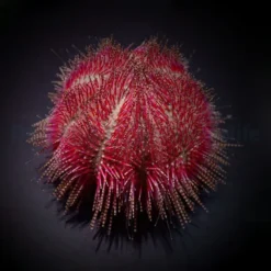 Salmacis bicolor | All sizes