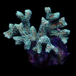 Seriatopora guttatus (Green) | T