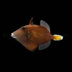 Sufflamen chrysopterum | L