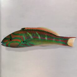 Thalassoma quinquevittatum | M