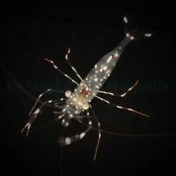 Urocaridella antonbruunii | All sizes