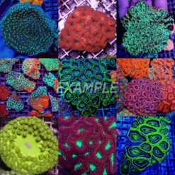 Coral pack - Mix LPS corals (Premium) (Large) (10 pcs) | L