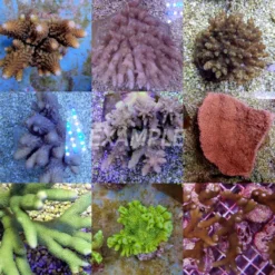 Coral pack - Mix SPS corals (Common) (Small) (20 pcs) | S
