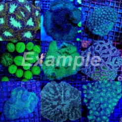 Coral pack - Mix LPS corals (Common) (Large) (20 pcs) | L