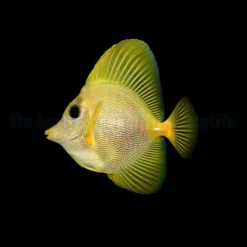 zebrasoma_xxanthurum_x_flavescens_yurple_wm