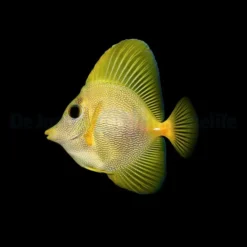 Zebrasoma xanthurum (Yurple) - T.B. | All sizes