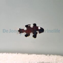 Bodianus axillaris | L