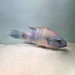 Cheilinus lunulatus | M/L