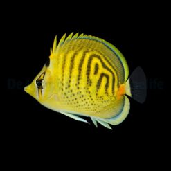 Chaetodon punctatofasciatus | M