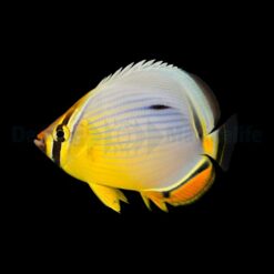 Chaetodon trifasciatus | M