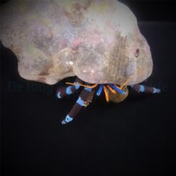 Calcinus elegans | All sizes
