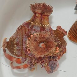 Dardanus pedunculatus | All sizes