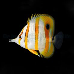 Chelmon rostratus | M