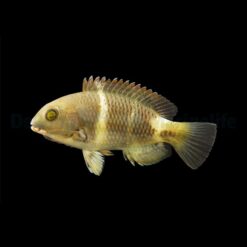 Choerodon anchorago | M