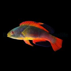 Cirrhilabrus scottorum | L