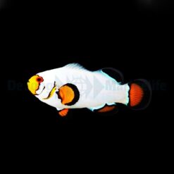 Amphiprion ocellaris (Wyoming White) - DJM Bred | All sizes