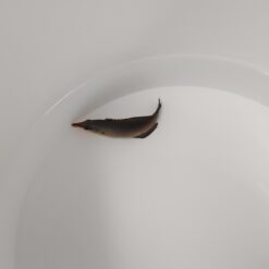 Gomphosus varius (female) | M