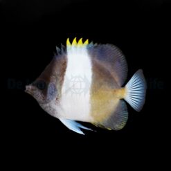 Hemitaurichthys zoster | L