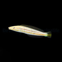 Hologymnosus doliatus | M/L