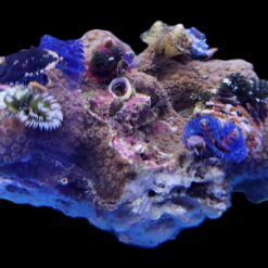 Spirobranchus spp. (+Rock) (Australia) | XL
