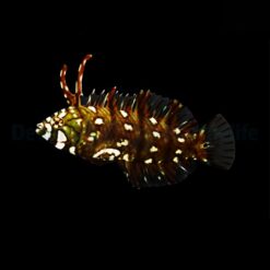 Novaculichthys taeniourus | M/L