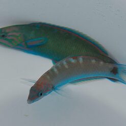 Thalassoma lunare | M